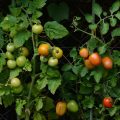 tomates potager
