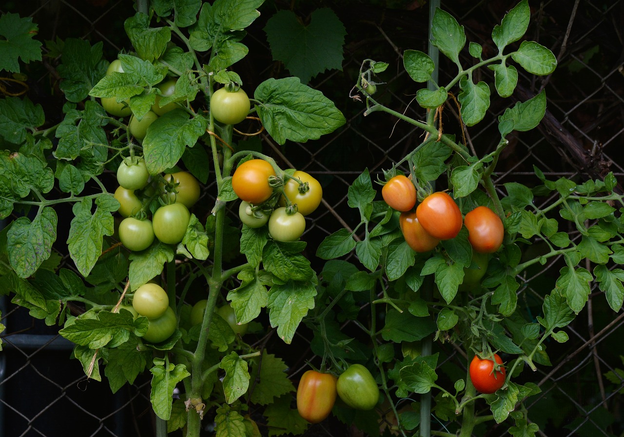 tomates potager