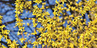 Quels sont les arbustes ideaux pour l’obtention des fleurs jaunes ?
