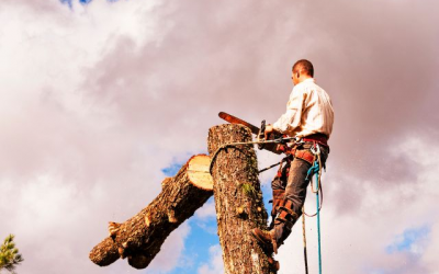 Jardin et abattage d’arbres : comment proceder ?