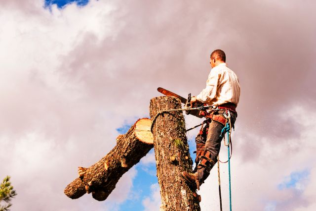 Jardin et abattage d’arbres : comment proceder ?