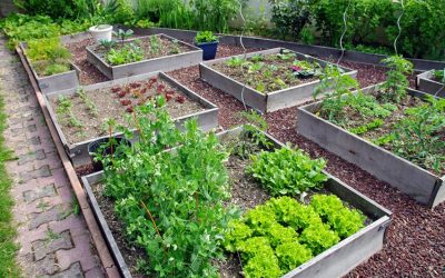 Comment aménager un carré potager dans son jardin ?