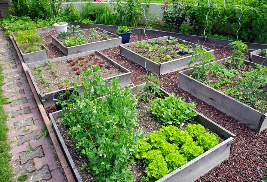 Comment aménager un carré potager dans son jardin ?