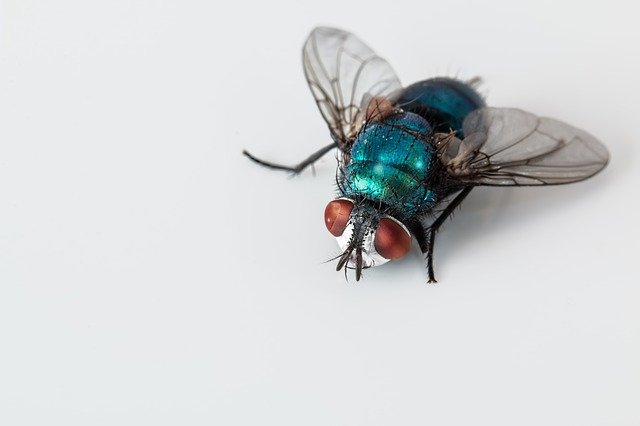 5 astuces naturelles pour chasser les mouches
