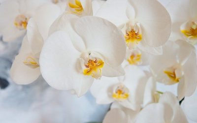 Comment tailler les orchidées Phalaenopsis ?