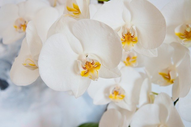 Comment tailler les orchidées Phalaenopsis ?