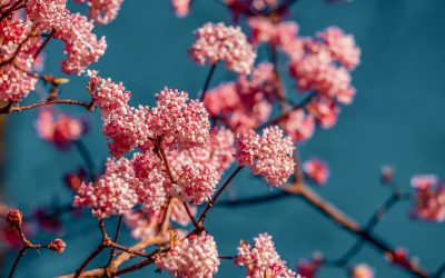 Récoltez de beaux arbustes de fleurs pour en faire un bouquet