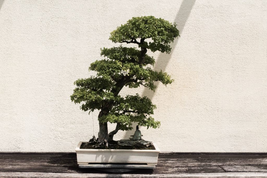 bonsai