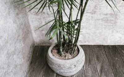 Quel bambou en pot pour terrasse choisir ?