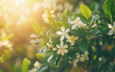 Quand et comment tailler son oranger du Mexique selon son mode de plantation